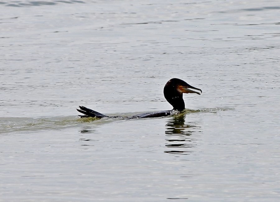 Phalacrocorax carbo